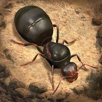 The Ants: Underground Kingdom APK