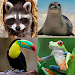 Animals Memory Game APK