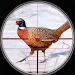 Pheasant Birds Hunting Games APK