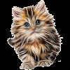 Cat breeds - Smart Identifier APK