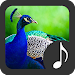 Peacock Sounds APK