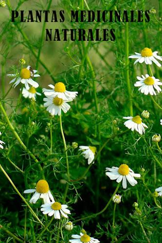 Plantas Medicinales, Naturales Screenshot1