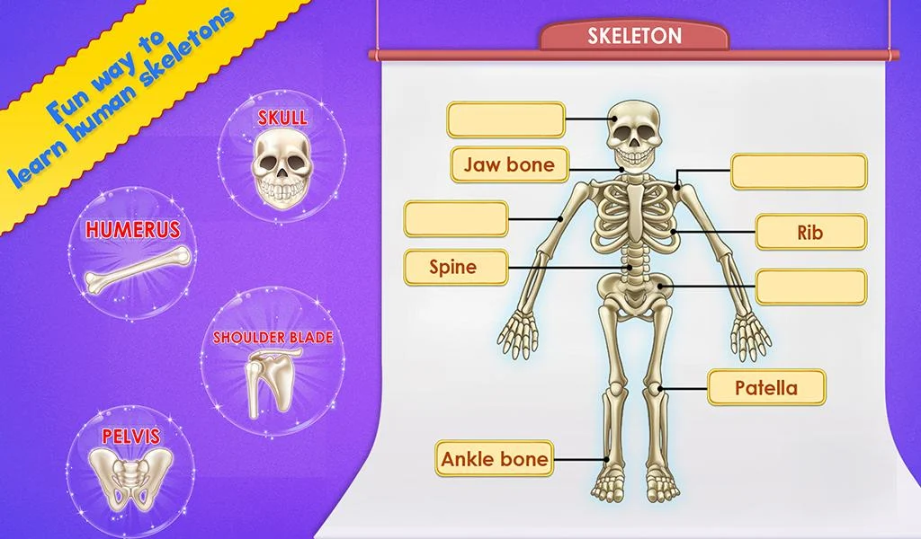 Human Body Parts - Kids Games Screenshot5