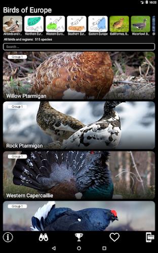 Birds of Europe Field Guide Screenshot17