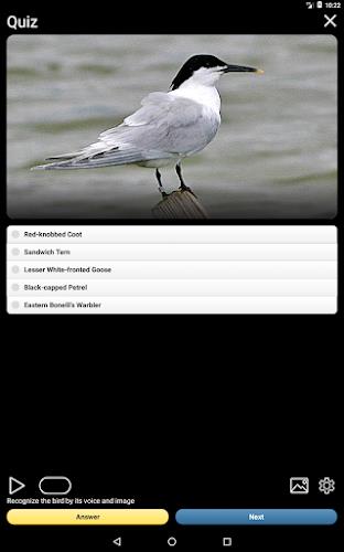 Birds of Europe Field Guide Screenshot21