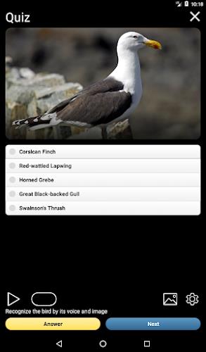 Birds of Europe Field Guide Screenshot13