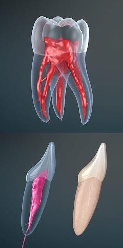 Dental 3D Illustrations Screenshot5