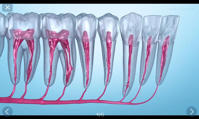 Dental 3D Illustrations Screenshot12