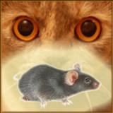 Mouse on the Screen for a Cat APK