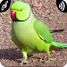 Parrot Sounds APK