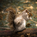 Squirrel Calls APK