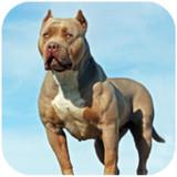 Pitbull Dog Simulator APK