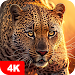 Animal Wallpapers 4K APK