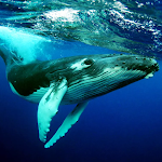 The Humpback Whales APK