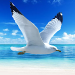 The Seagull APK