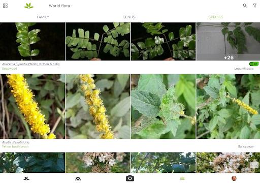 PlantNet Plant Identification Screenshot3