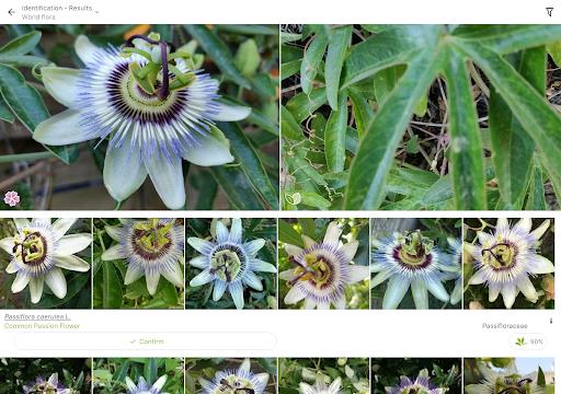 PlantNet Plant Identification Screenshot1