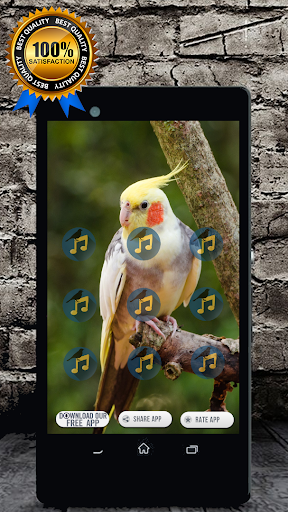Cockatiel Singing : Cockatiel Sounds Screenshot3