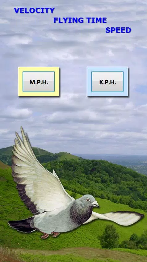 Racing Pigeon Speed Screenshot3