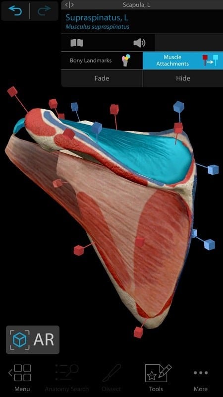 Human Anatomy Atlas 2021 Screenshot3