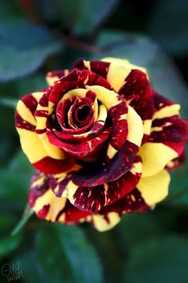 Flower Rose Animated Image Gif Screenshot2