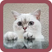 CUTE CAT WALLPAPERS APK