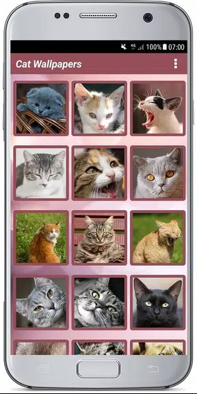 CUTE CAT WALLPAPERS Screenshot1