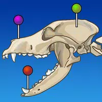 vet-Anatomy APK