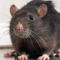 Mouse and Rat sounds APK