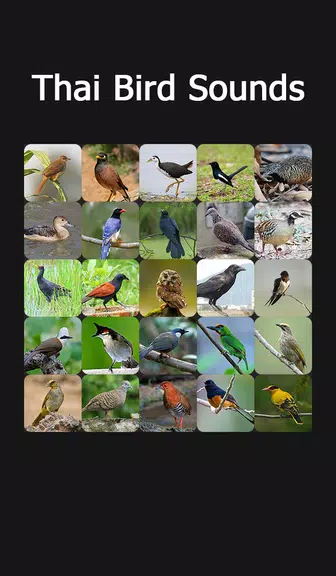 Thai Bird Sounds Screenshot1