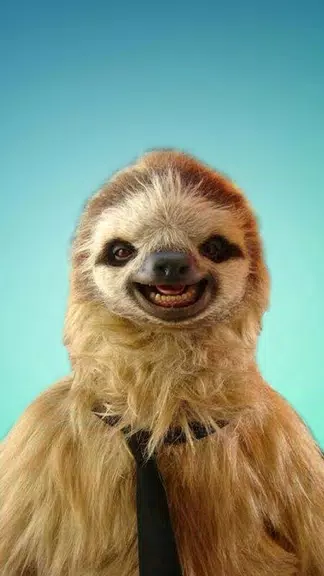 Sloth Wallpapers Screenshot1