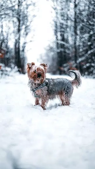 Yorkshire Terrier Screenshot2