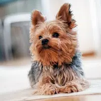 Yorkshire Terrier APK