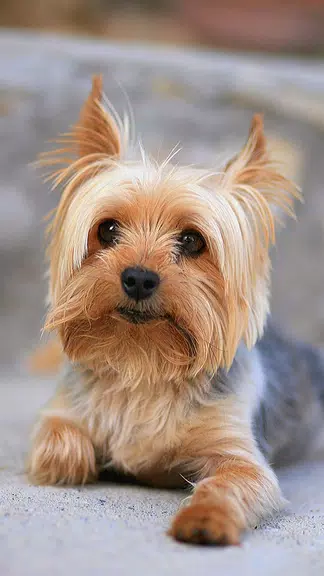 Yorkshire Terrier Screenshot3