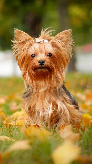 Yorkshire Terrier Screenshot1