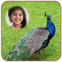 Peacock Photo Frames HD APK