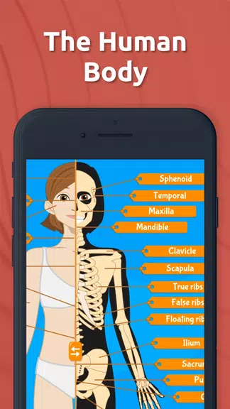 Human Anatomy - Body parts Screenshot1