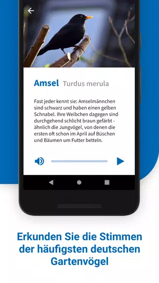 40 Gartenvögel & ihre Stimmen Screenshot2