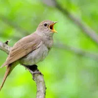 Nightingale Bird Sounds APK