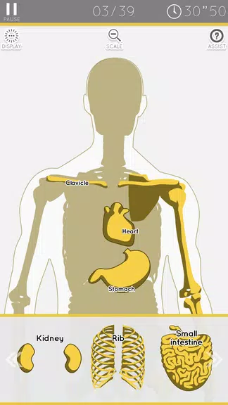 E. Learning Anatomy puzzle Screenshot2