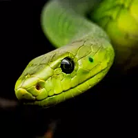 Snake Wallpapers APK