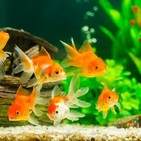 Fish On Screen 3D Wallpaper APK