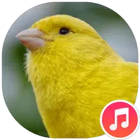 Canary Bird Sounds APK