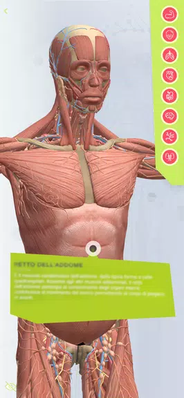 Anatomia Super Screenshot2