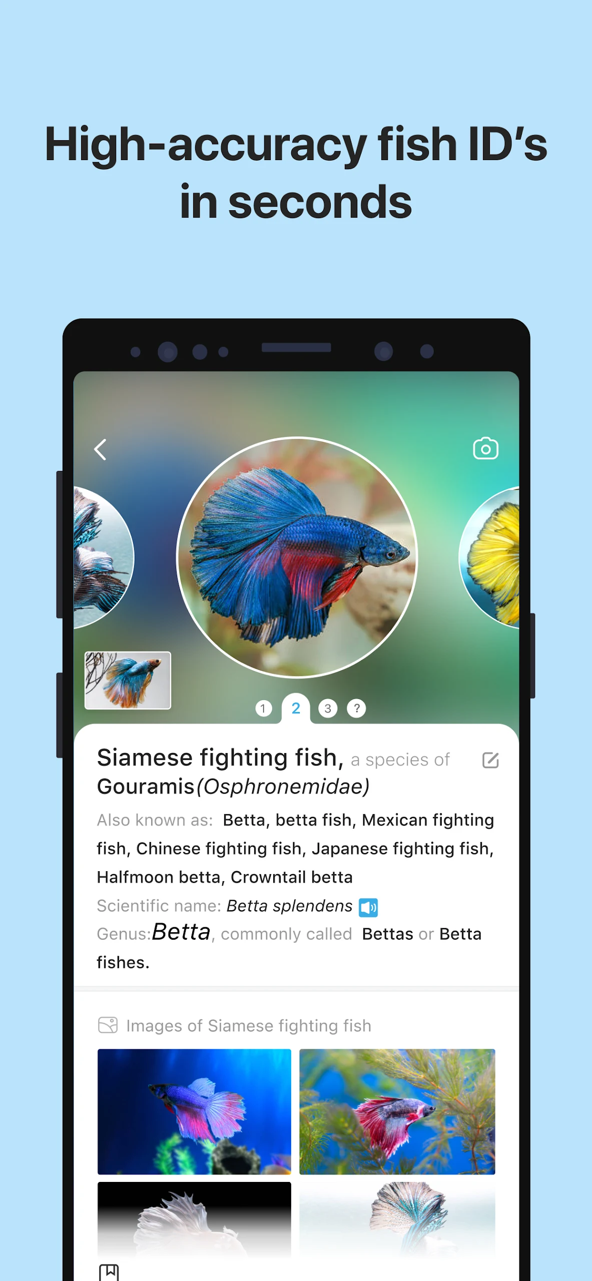 Picture Fish Screenshot3