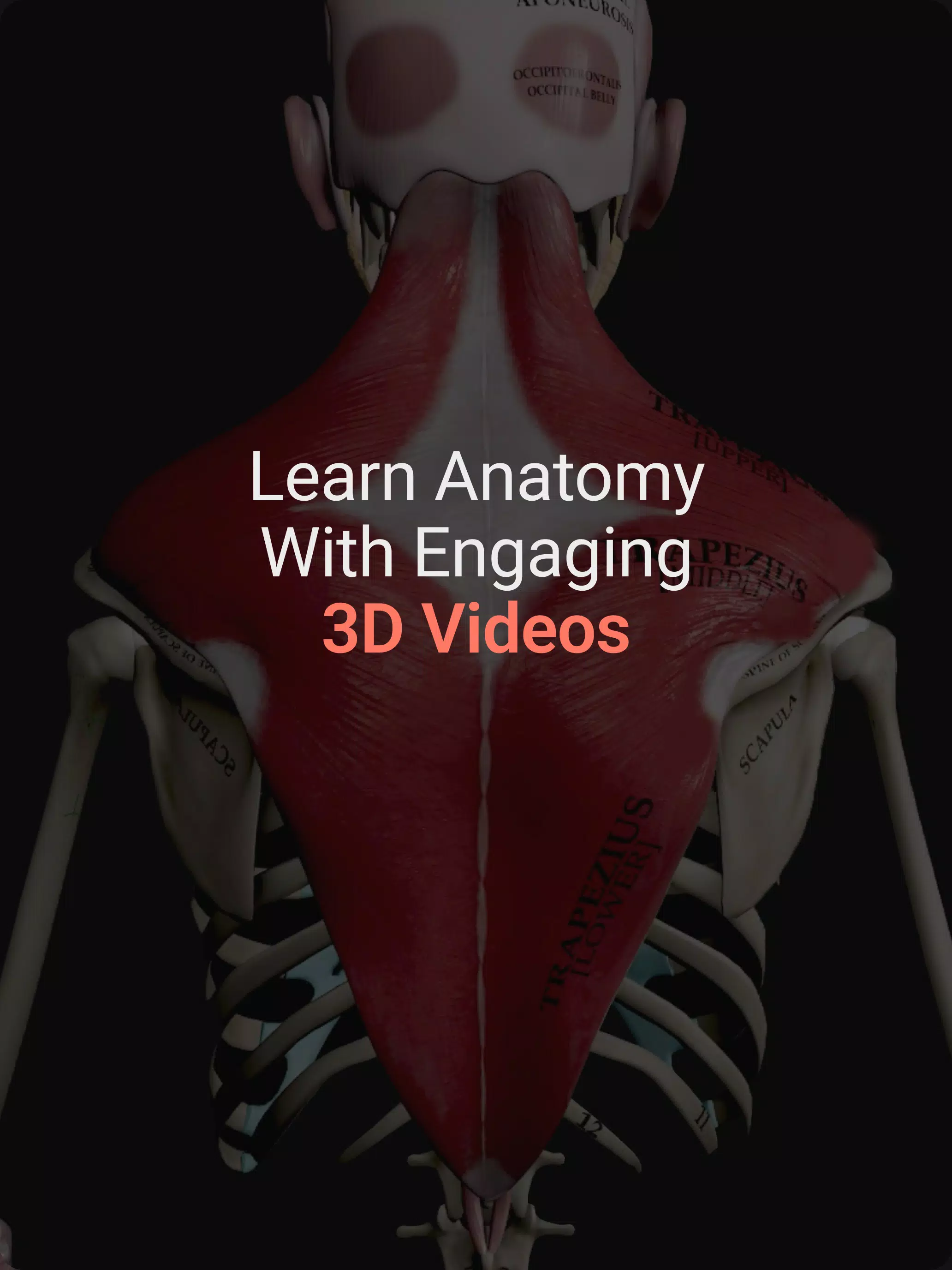 Anatomy Screenshot7