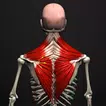 Anatomy APK