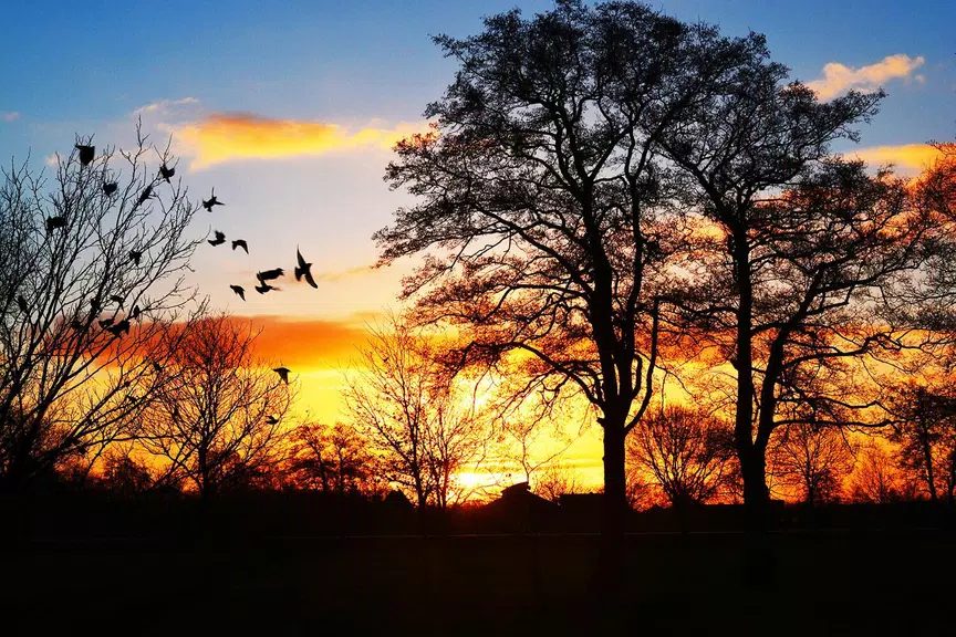 Classic jigsaw puzzles Screenshot4
