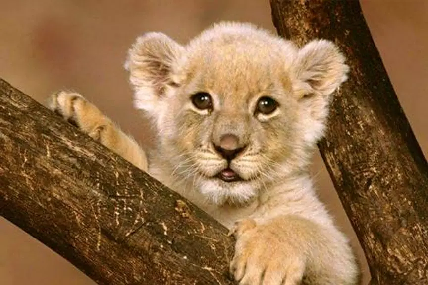 Animal Jigsaw Puzzles Screenshot2